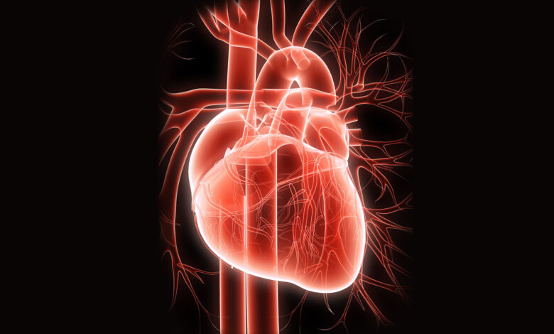 سیستم قلبی عروقی