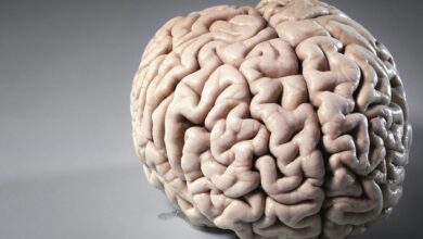 مغز انسان